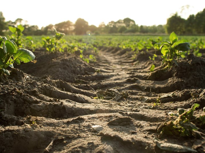 Gesunder Boden, erfolgreiche Ernte – entdecken Sie an der AGRAMA alles rund um Bodenbearbeitung und Saat.Gesunder Boden, erfolgreiche Ernte – entdecken Sie an der AGRAMA alles rund um Bodenbearbeitung und Saat. Jetzt informieren.